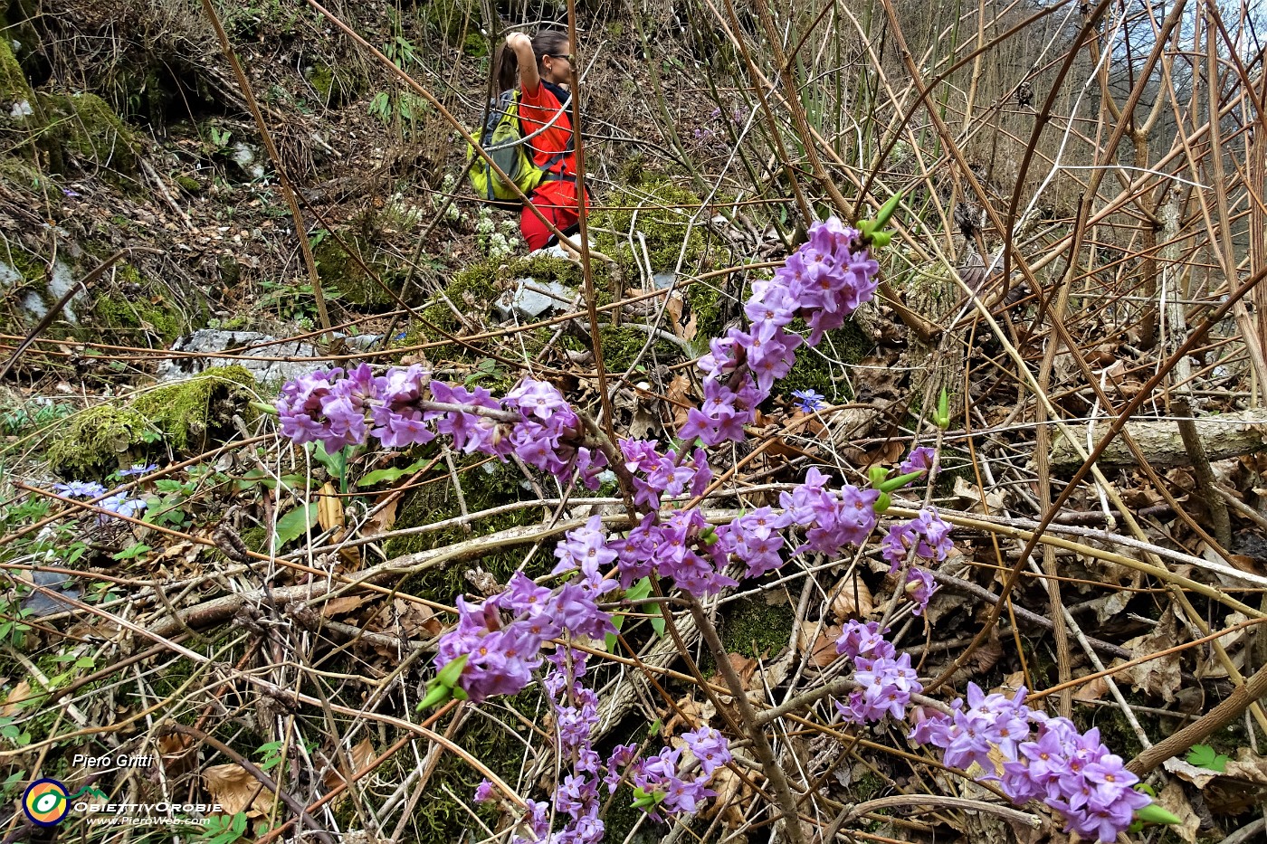 65 Fiore di stecco (Daphne mezereum).JPG